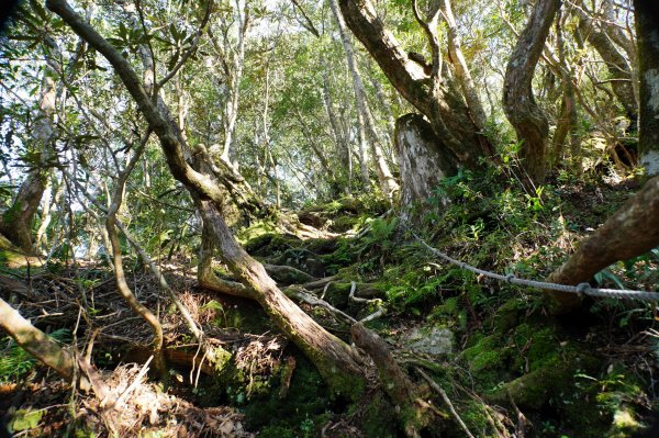桃園 復興 復興尖山2867099
