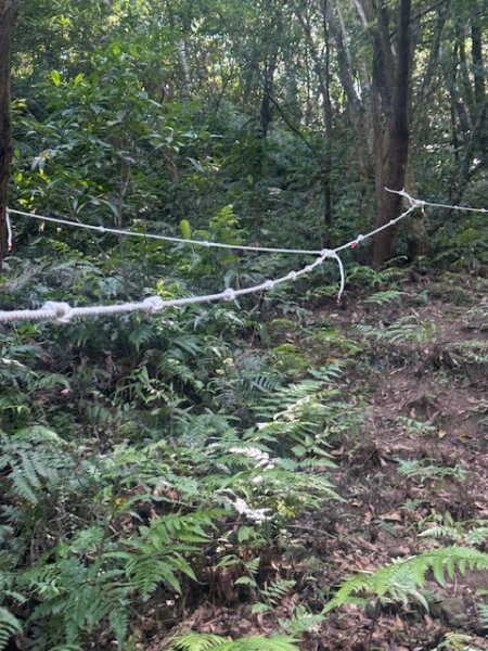 20250601 柑柑柑腳山2801040