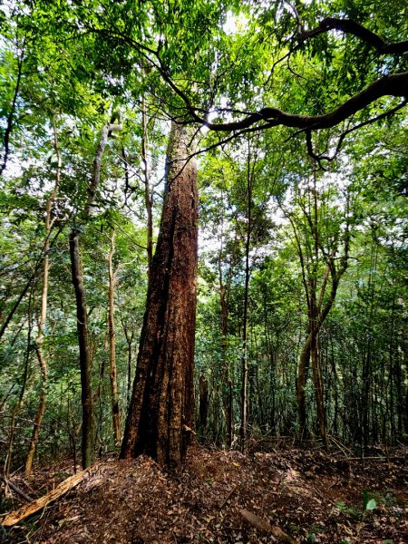 李崠山步道-2025森遊竹縣皮皮獅探險隊2892634