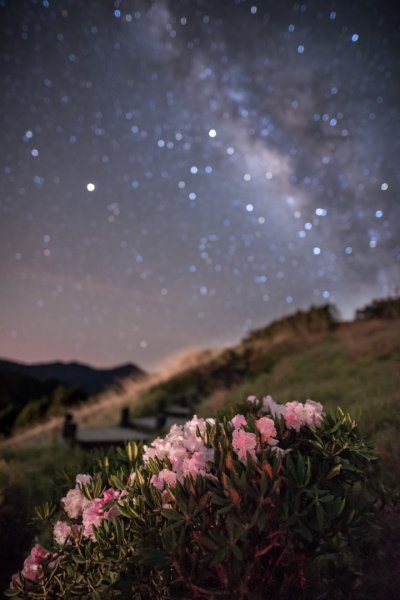 合歡山東峰杜鵑花季 、星空記錄3051437