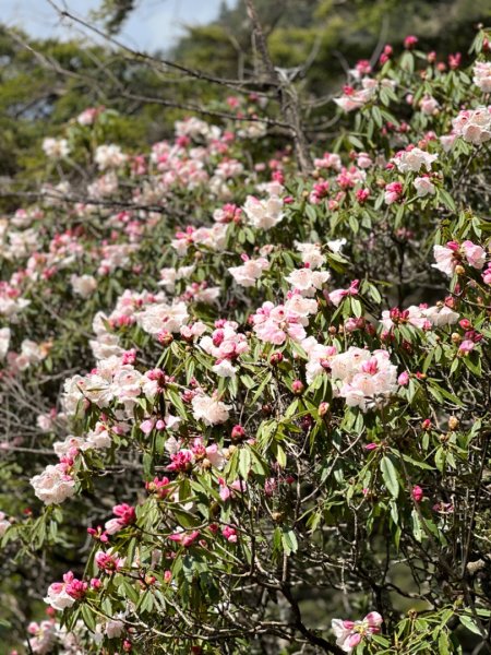 東埔-排雲-玉山西峰-玉山主峰2753151