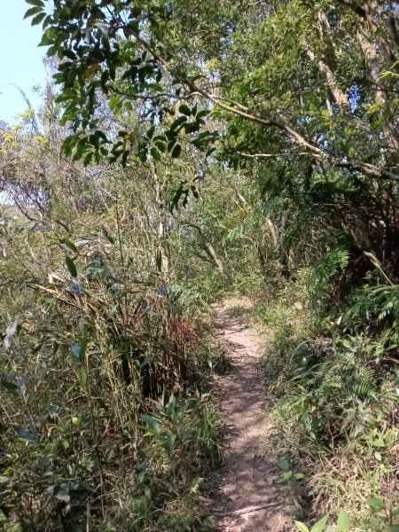 崩山坑古道+東柑腳山+後寮仔嶺+後寮子古道+後寮仔保甲路O型2750937