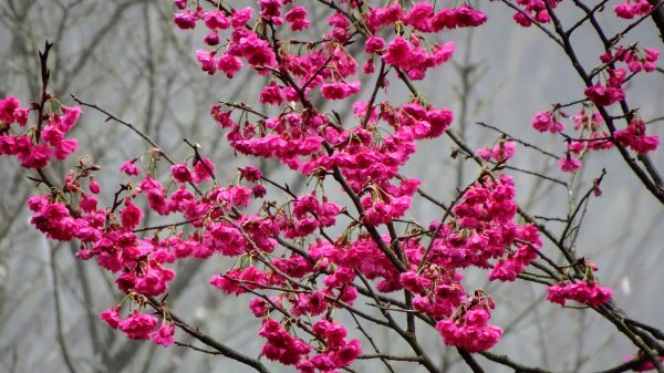 十八彎古道2026579