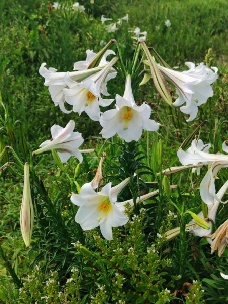 海科容軒步道-潮境復育公園-忘憂谷步道3058526