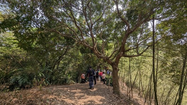 112.04.04王公坑山-烏塗窟山之開滿血藤花2120589