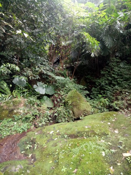 三峽鳶山+鳶山彩壁+五十分山(茅埔路起登)1876727