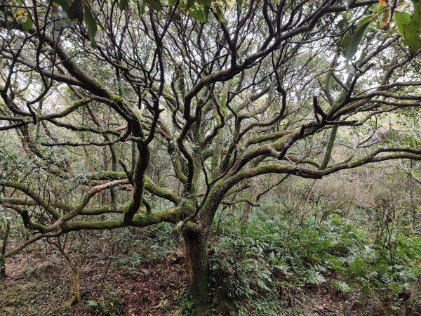 2026臺北大縱走第一段&第二段3011320