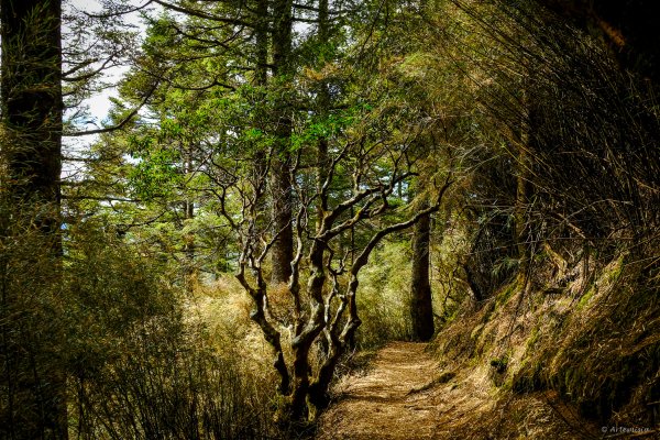 [冬訪大霸聖山岳參行]-榮耀桂冠B'bu' Papak聖稜精選輯2974836