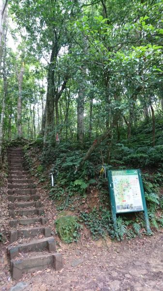 內鳥嘴山之巧遇藍腹鷳348821