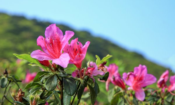 陽明山國家公園小放鬆916921