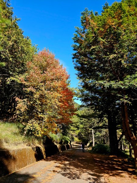 大雪山神木步道2962638