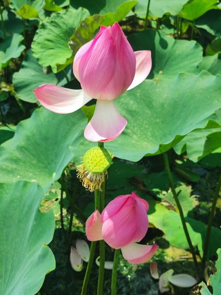 中坑荷花楓樹稻田3078847