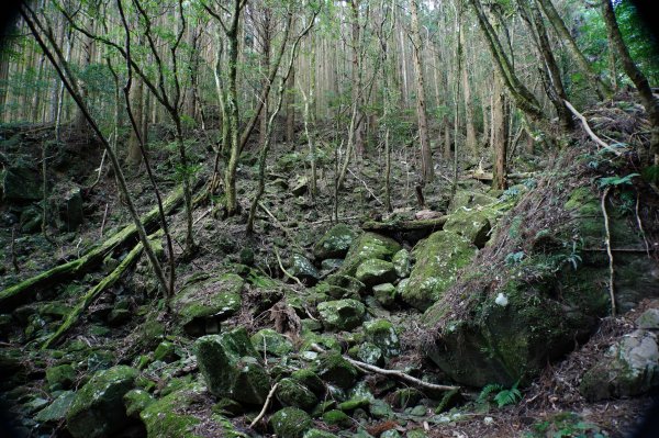 苗栗 南庄 加里山2963399