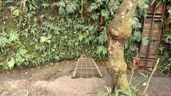 楊梅區龜山頭山-福人步道-莊迷湖-保甲路古道-東森山林森林步道-福人步道3074666