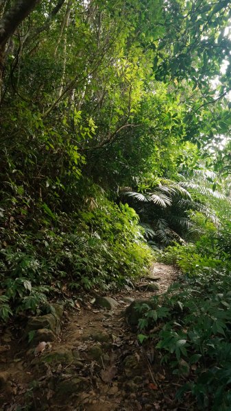 打鐵寮 草嶺山 石龜坑山 白石山連走1265271