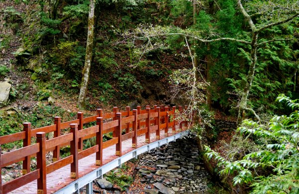 檜山巨木森林步道481529