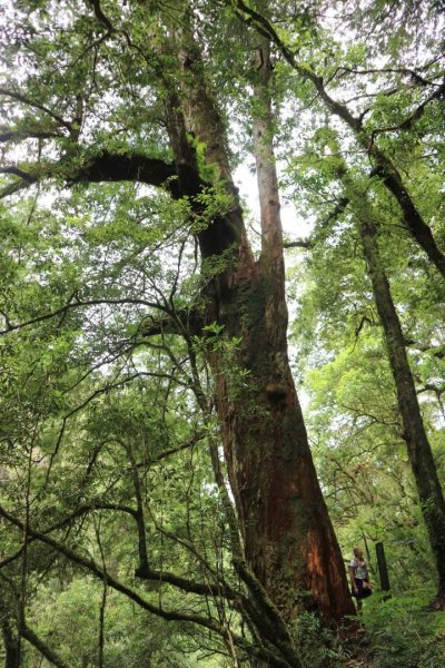 〔桃園復興〕拉拉山巨木，史詩級魔幻森林，75公頃紅檜 扁柏森林浴2237129