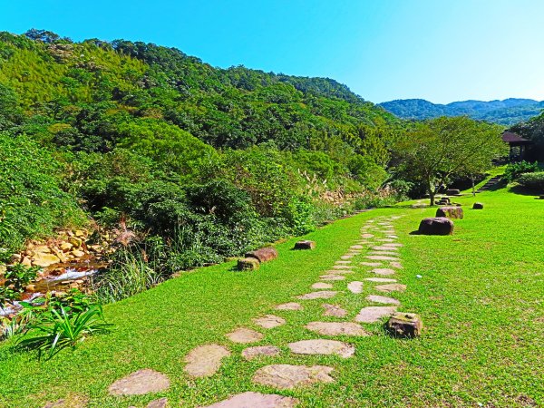 草嶺古道芒花情470565