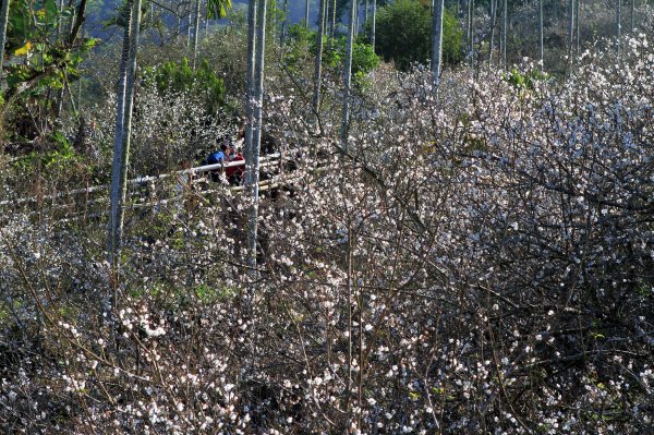 【臺南~楠西】梅嶺賞梅一~觀音步道1246919