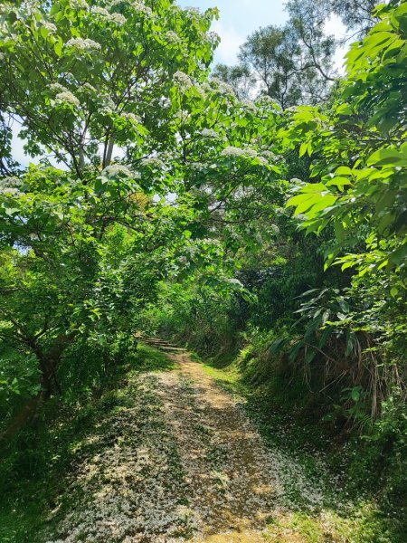 造橋車站-口山古道-鹿廚坑步道3039839