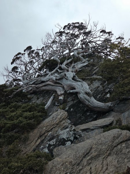 合歡北峰步道-(南投)臺灣百大必訪步道2795014
