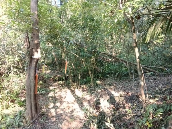 雙溪區大平林山+后番子坑古厝+后番子坑山+武山煤礦事務所+焦炭窯O型2988531