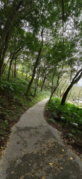 2026-0307 造鎮-文筆山-天華山-南勢角山-蘭花亭-牛伯伯3015848