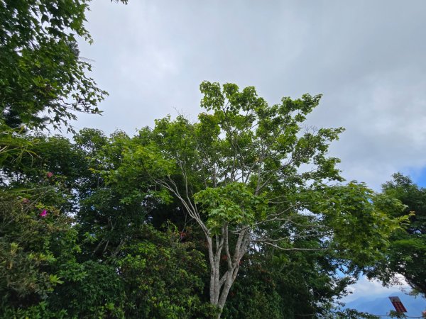 夏日的馬那邦山2786846