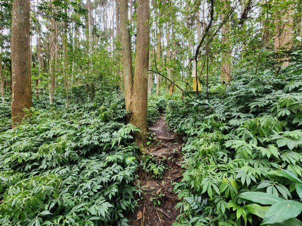 20251228溪頭山龍鳳山嶺頭山O型2992376