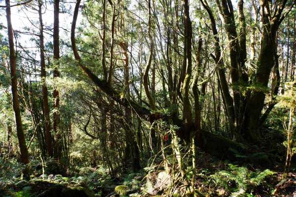 宜蘭 大同 三星山2890390
