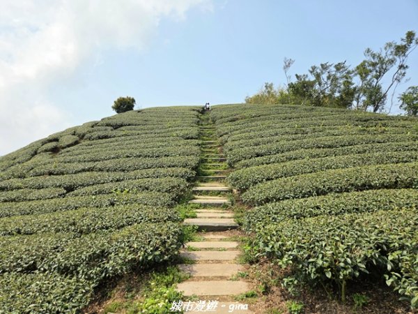 【嘉義梅山】雲嘉五連峰縱走3022295
