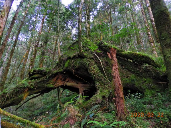 宜蘭 大同 巴博庫魯山888469