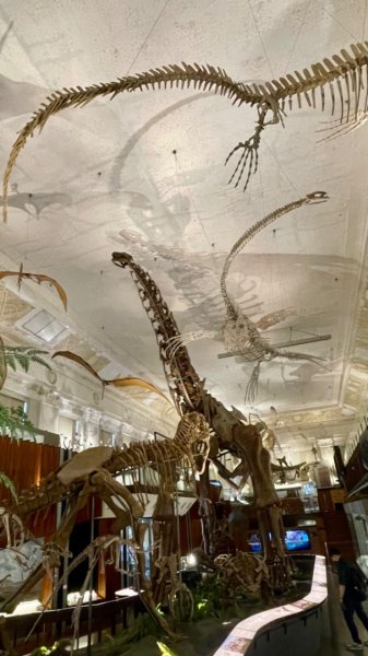 雨天備案💙 台灣博物館的古生代館-台大動植物館免費參觀-北投♨️季2799015