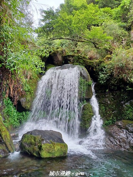 【嘉義縣阿里山鄉】避暑山林芬多精。 石山引水道步道、鹿林前山瀑布2280187