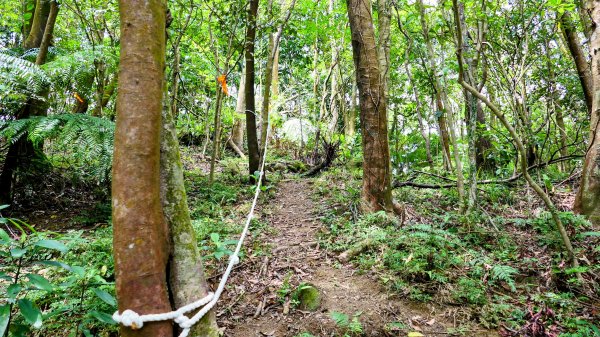 雙溪三柑Ｏ走2839882