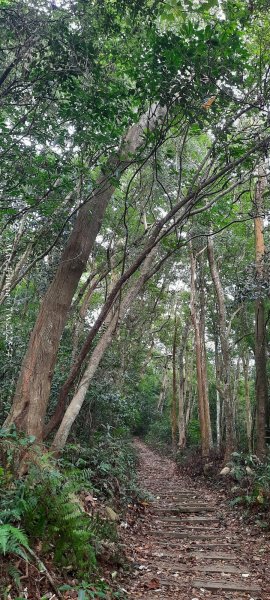 《苗栗》霧雨寒流｜三義三角山步道202512252969197
