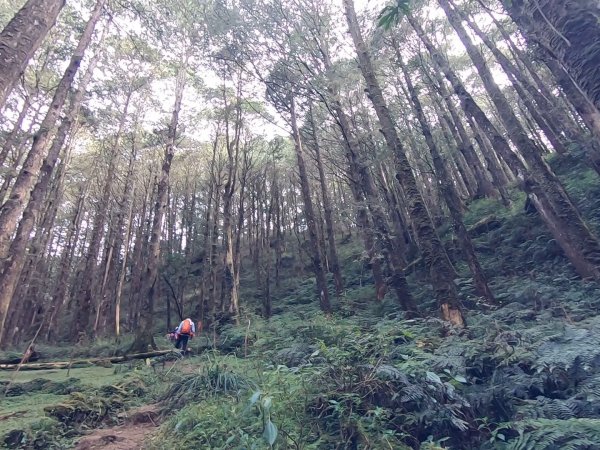 大塔山、對高岳、小笠原 O型環線1195223