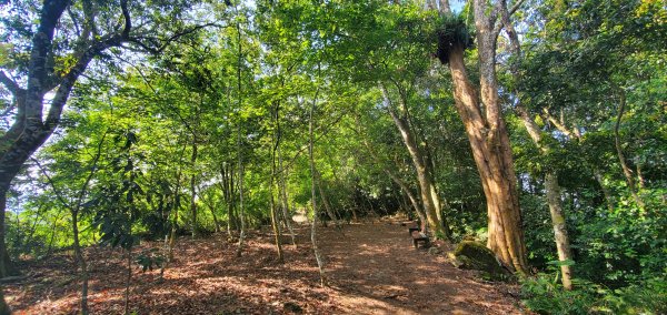 2021-04-11馬那邦山登山步道1346430