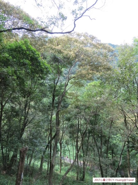 《南投》心靈之旅｜惠蓀林場步道群20171010-212890528
