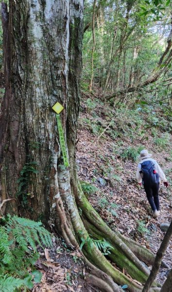 【中級山】插天山的奇幻世界，赫威山，赫威神木群步道2741320