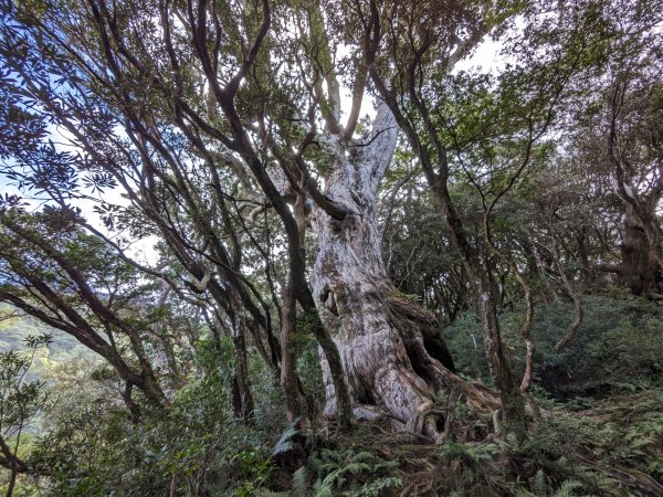 魯培山南插天山2357493