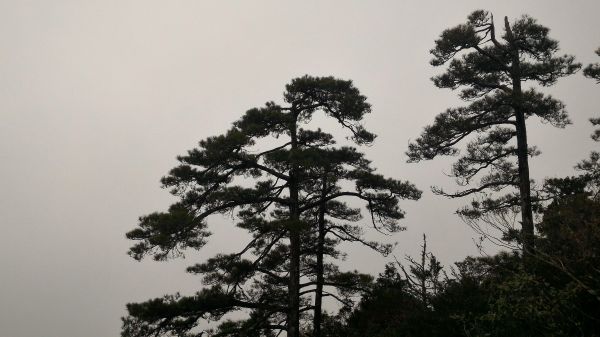 鳶嘴山、稍來山縱走107193