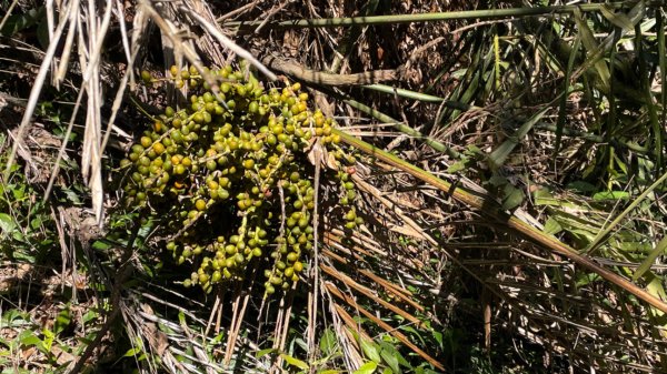 樟之細路-聖關段2686815