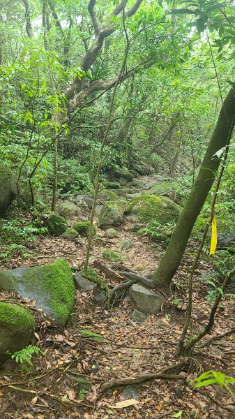 2025-01232淡蘭古道北二段(燦光寮古道到澳底)2696640