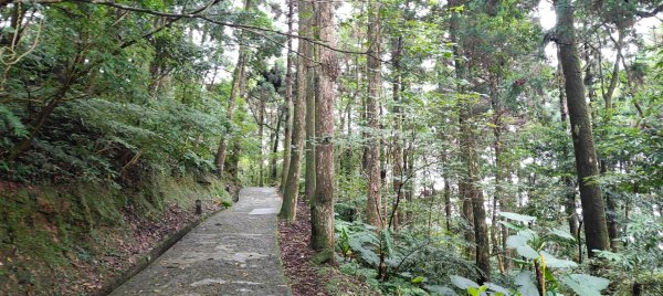 東眼山國家森林遊樂區2522639