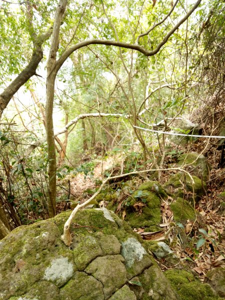 小百岳暗影山(高巢森活上)1909922