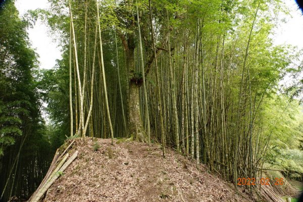 嘉義 阿里山 卓武山1623091