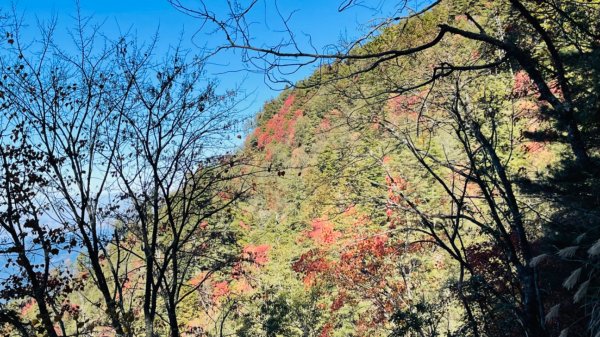 1101211大雪山230林道9.2k/雪山西稜登山口1546536