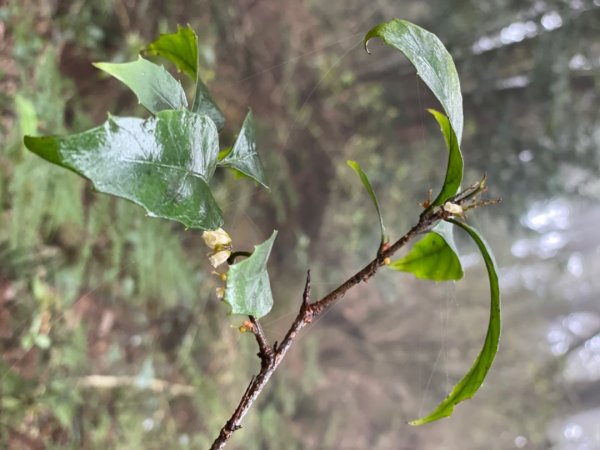 稍來山與藍腹鷴的邂逅2117906