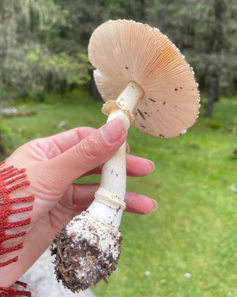 川藏33天深度之旅💙#稻城亞丁-來古冰川2902368